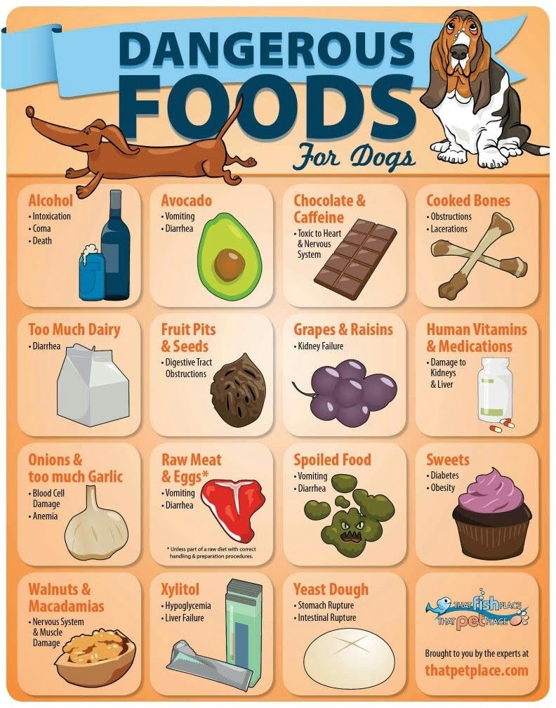 Toxic Foods For Dogs Printable