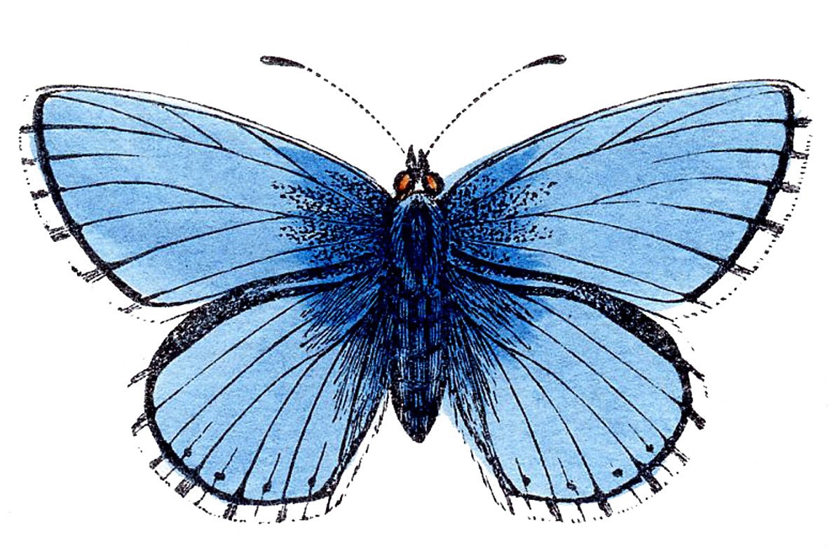 9 Blue Butterfly Images The Graphics Fairy