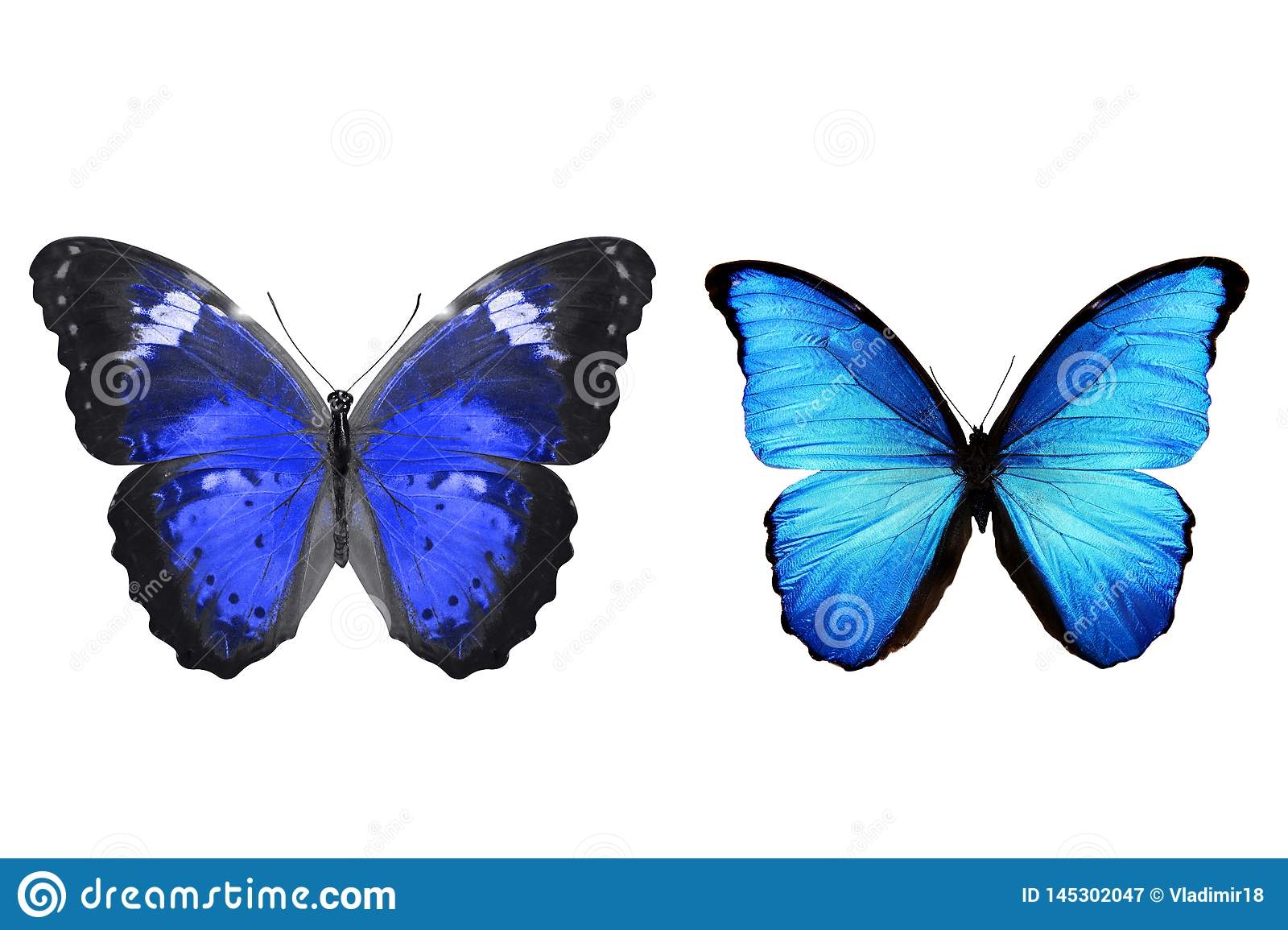 Printable Blue Butterfly Template