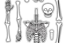 10 Best Large Printable Skeleton Template Printablee