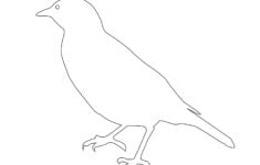 Bird outline Tim s Printables
