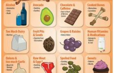 Dangerous Food For Dogs Dangerous Foods For Dogs Dog Food Recipes Dog Infographic