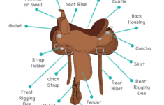 Horse Saddles Parts Guide Free Saddle Learning Games Allpony