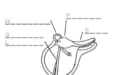 Part Western Saddle Fill In Blank Worksheet In 2022 Horse Lessons Pony Club Riding Lessons