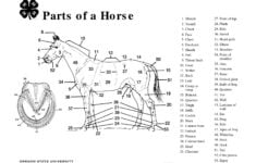 Parts Of A Horse Teaching Aid OSU Extension Catalog Oregon State University