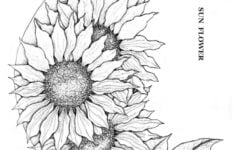 Pin By Naser Piran On Leather Carving Pattern Sunflower Drawing Sunflower Coloring Pages Flower Drawing