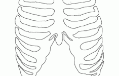 Rib cage stencil gif 1200 1448 Human Ribs Human Rib Cage Rib Cage Drawing