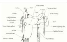 Saddle Parts A Must Know Western Saddle Horse Camp Horses